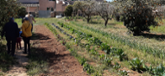 Taller: Renixer el camp. Iniciatives al voltant del parc agrari nord de Palma: custdia del territori i benefici social 